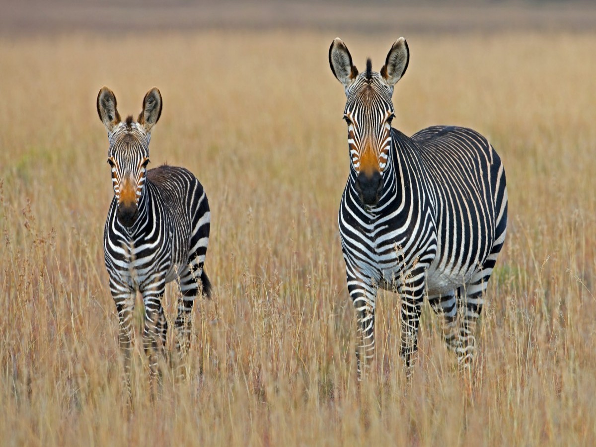 Two Zebras Standing on brown grass field